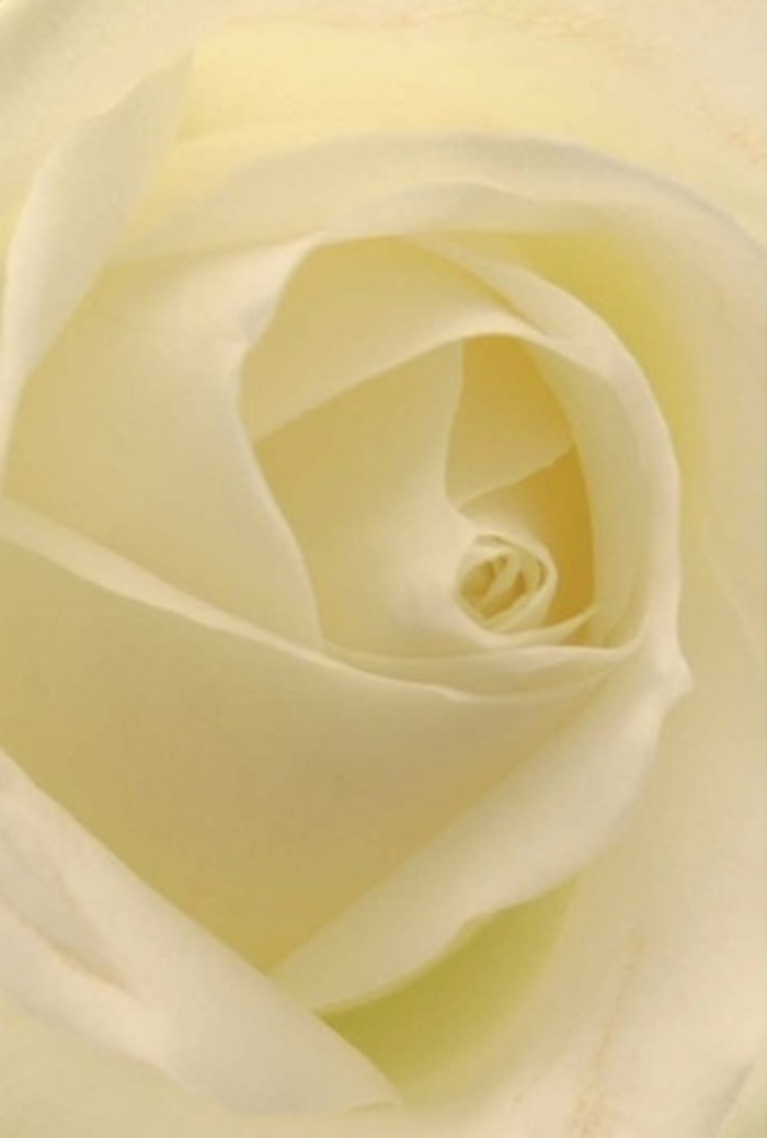 From the viewpoint of an attentive Hounslow florist, this photograph distills the calm beauty of a classic ivory rose. The image captures a bloom seen from close, each petal rendered in immaculate detail-its surface gently matte, shaded with creamy undertones and pure white highlights. Light pours across the composition, casting a gentle iridescence that makes each petal appear almost illuminated, much like the effect of late afternoon sun on local high street shopfronts. The delicately spiraled form at the heart of the rose suggests a spirit of purity and quiet resilience, making it a perfect selection for an elegant apology, a romantic gesture, or the polished centrepiece of a wedding near Hounslow Central. Shades of white gently shift and blend, with shadows adding dimension and drawing the eye into the bloom's core-a visual metaphor for sincerity and heartfelt emotion. This rose's gentle fragrance seems to drift on the breeze, conjuring memories of fresh bouquets carried home from bustling Hounslow markets. The overall composition radiates a refined, peaceful energy, mirroring the welcoming, multicultural heart of the area. With its understated elegance and sense of occasion, this arrangement offers a floral tribute always appropriate, whatever the message or milestone.